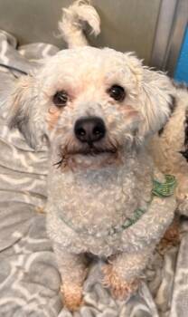 Tater -  Bichon Frise and Poodle Dog for Adoption in Defiance, Ohio - Tater | PetCurious