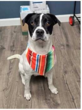 Panther -  Pointer and Mixed Breed Dog for Adoption in Divide, Colorado - Panther | PetCurious