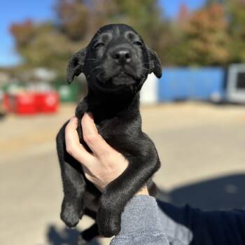 Rescue Labrador Retriever Dogs for Adoption in Columbia, South Carolina - We