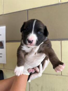 FLICK -  Pit Bull Terrier and German Shepherd Dog Dog for Adoption in Riverside, California - FLICK | PetCurious