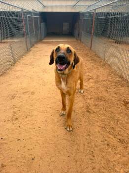 Frank -  German Shepherd Dog and Treeing Walker Coonhound Dog for Adoption in Tulsa, Oklahoma - Frank | PetCurious