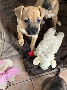 Boxer and Terrier Dogs Available for Adoption - Zara | PetCurious