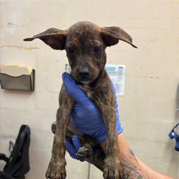 Biscotti -  Pit Bull Terrier Dog for Adoption in Birmingham, Alabama - Biscotti | PetCurious