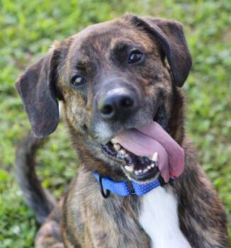 Ashton (AO36858) -  Catahoula Leopard Dog Dog for Adoption in Kansas City, Kansas - Ashton (AO36858) | PetCurious