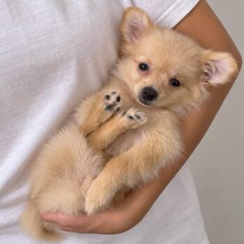 Bean -  Pomeranian and Shih Tzu Dog for Adoption in Tampa, Florida - Bean | PetCurious