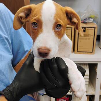 Toast -  Mixed Breed Dog for Adoption in Duncan, Oklahoma - Toast | PetCurious