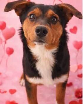 Jalen -  Australian Cattle Dog Blue Heeler Dog for Adoption in Poplarville, Mississippi - Jalen | PetCurious