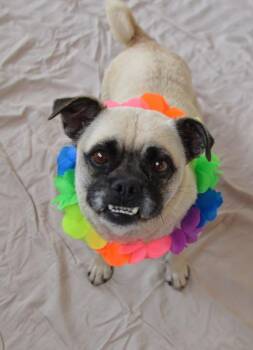 Kindling -  Pug Dog for Adoption in Mckinney, Texas - Kindling | PetCurious