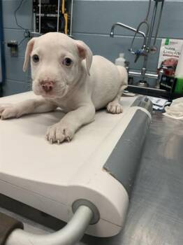 Pit Bull Terrier and Mixed Breed Dogs Available for Adoption in Corpus Christi, Texas - HOTEL | PetCurious