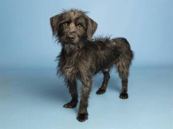MOE -  Schnauzer and Mixed Breed Dog for Adoption in Phoenix, Arizona - MOE | PetCurious