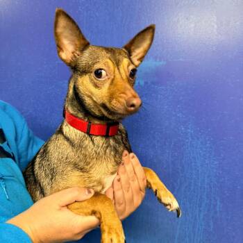 CT Cocoa -  Chihuahua and Mixed Breed Dog for Adoption in Stormville, New York - CT Cocoa | PetCurious