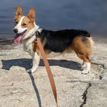 Winston -  Corgi Dog for Adoption in Pelham, New Hampshire - Winston | PetCurious