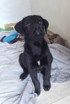 Joey Fatone -  Labrador Retriever Dog for Adoption in Vancouver, Washington - Joey Fatone | PetCurious