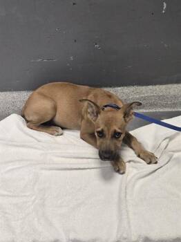 DONUT -  German Shepherd Dog and Mixed Breed Dog for Adoption in Tallahassee, Florida - DONUT | PetCurious