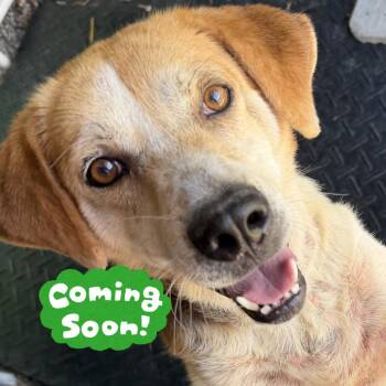 Kyle -  Mixed Breed Dog for Adoption in Waynesville, North Carolina - Kyle | PetCurious