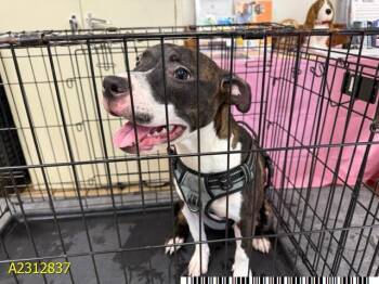 Rescue Mixed Breed Dogs for Adoption in West Palm Beach, Florida - SCARLET | PetCurious