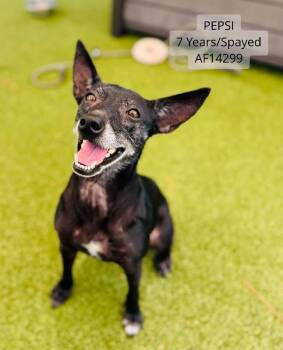 Feist Dogs Available for Adoption - Pepsi | PetCurious