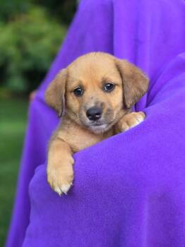Karter -  Aussiedoodle Dog for Adoption in Orland Park, Illinois - Karter | PetCurious