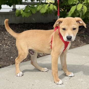 Terrier and Mixed Breed Dogs Available for Adoption in East Hampton, New York - Cornetto | PetCurious