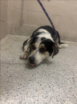 A432658 -  Border Collie and Mixed Breed Dog for Adoption in Conroe, Texas - A432658 | PetCurious
