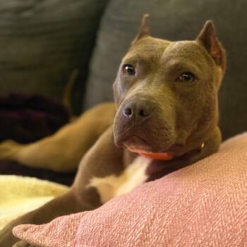 Rescue American Bulldog and Mixed Breed Dogs for Adoption - Vincent | PetCurious