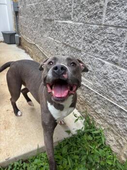 Chaos -  Pit Bull Terrier Dog for Adoption in Saint Charles, Missouri - Chaos | PetCurious