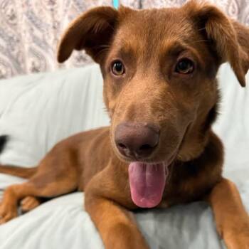 Honey -  German Shepherd Dog Dog for Adoption in Sugar Land, Texas - Honey | PetCurious