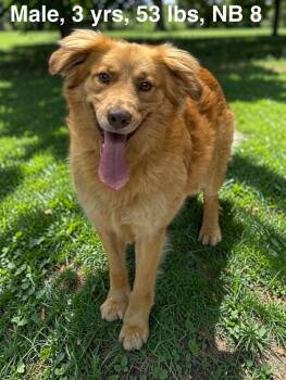 Golden Retriever and Australian Shepherd Dogs Available for Adoption in New York, New York - Cooper | PetCurious
