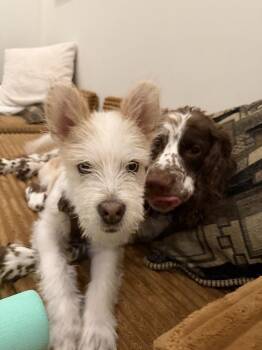 Banjo -  Poodle and Husky Dog for Adoption in Aurora, Colorado - Banjo | PetCurious