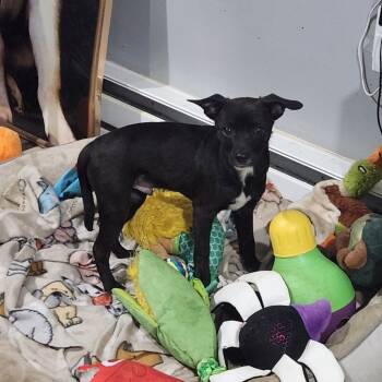 Rescue Mixed Breed Dogs for Adoption in Wappingers Falls, New York - Jimi | PetCurious