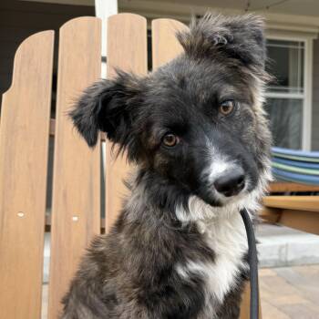Spaniel and Corgi Dogs Available for Adoption in Fort Collins, Colorado - Harper | PetCurious