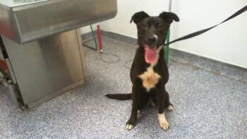 A1266435 -  Labrador Retriever and Mixed Breed Dog for Adoption in Charlotte, North Carolina - A1266435 | PetCurious