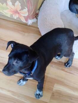 Labrador Retriever and Rottweiler Dogs Available for Adoption - Ford | PetCurious