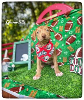 Ghirardelli -  American Staffordshire Terrier Dog for Adoption in Sebring, Florida - Ghirardelli | PetCurious