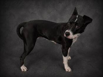 American Bulldog and Mixed Breed Dogs Available for Adoption in Winter Haven, Florida - RAVEN | PetCurious