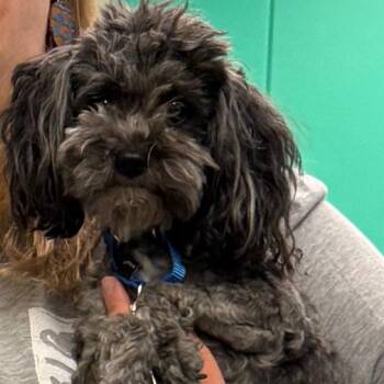 Queen -  Yorkshire Terrier and Poodle Dog for Adoption in Pittsburgh, Pennsylvania - Queen | PetCurious