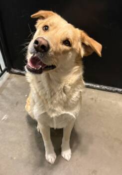 Mixed Breed Dogs Available for Adoption - Callie | PetCurious