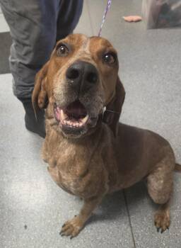 Reba -  Coonhound Dog for Adoption in Watertown, New York - Reba | PetCurious
