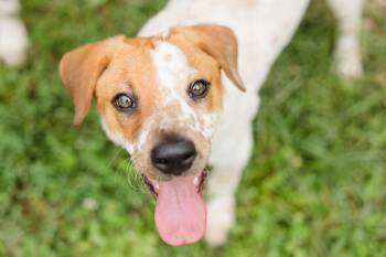 Coen -  Australian Shepherd and Australian Cattle Dog Blue Heeler Dog for Adoption in Newburgh, Indiana - Coen | PetCurious