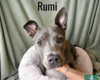 Rumi -  Terrier Dog for Adoption in Fort Mill, South Carolina - Rumi | PetCurious