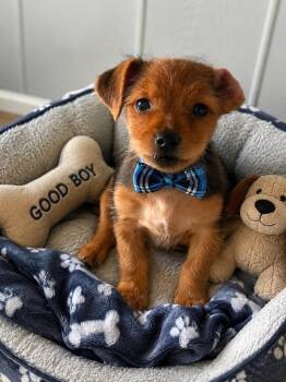Jackie -  Yorkshire Terrier and Terrier Dog for Adoption in Newport Beach, California - Jackie | PetCurious