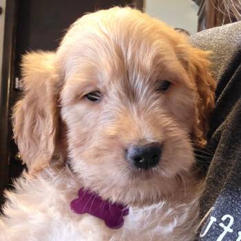Golden Retriever and Poodle Dogs Available for Adoption in Goltry, Oklahoma - 4g Purple | PetCurious
