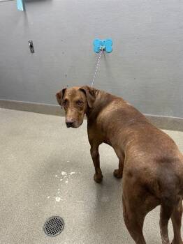 GOLIATH -  Doberman Pinscher and Pit Bull Terrier Dog for Adoption in Las Vegas, Nevada - GOLIATH | PetCurious