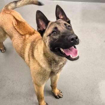 Appa -  Belgian Shepherd Malinois Dog for Adoption in Des Moines, Iowa - Appa | PetCurious