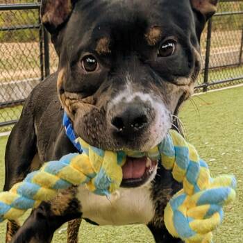 Chase -  Pit Bull Terrier Dog for Adoption in Greensboro, North Carolina - Chase | PetCurious