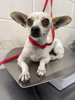 OPHELIA -  Chihuahua Dog for Adoption in San Bernardino, California - OPHELIA | PetCurious