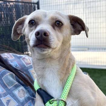 Chihuahua Dogs Available for Adoption in Walnut Creek, California - Phoebe | PetCurious