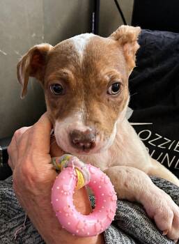Labrador Retriever and American Staffordshire Terrier Dogs Available for Adoption in Marietta, Georgia - Madi Peeps | PetCurious