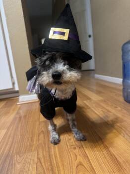 Wilma -  Poodle Dog for Adoption in West Hollywood, California - Wilma | PetCurious