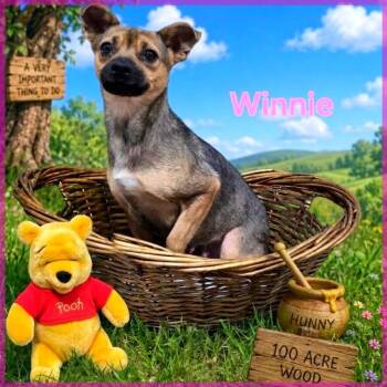 Mixed Breed Dogs Available for Adoption in Joliet, Illinois - Winnie | PetCurious